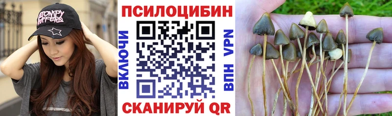Псилоцибиновые грибы Psilocybe  Великий Новгород 